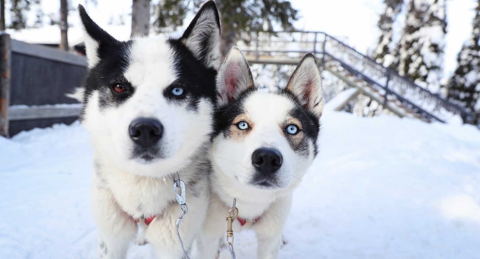 huskies ruka