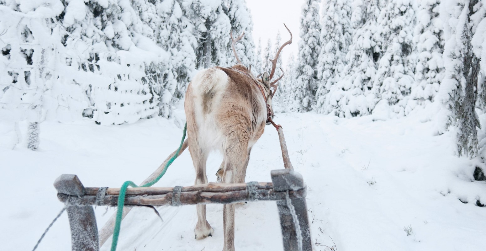 salla navidad safari trineo de renos