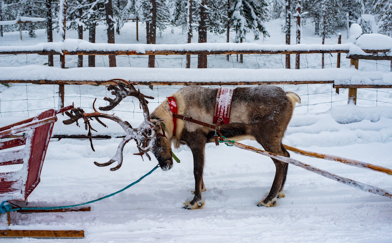 Reindeer