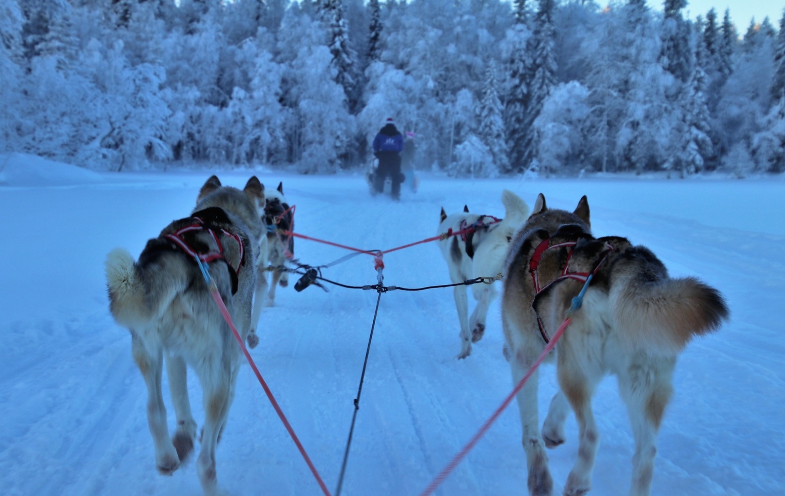 Huskey sleigh ride