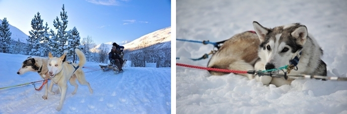 Alpes de Lynge viaje a laponia husky