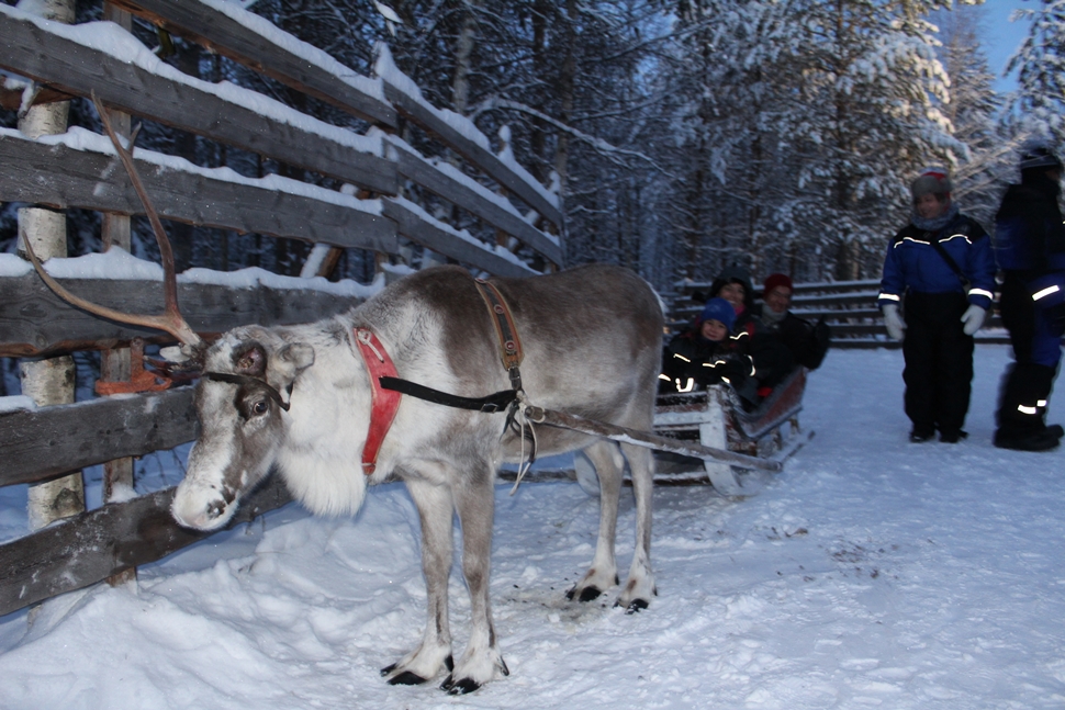 Amaya S Diciembre Arctic 2016