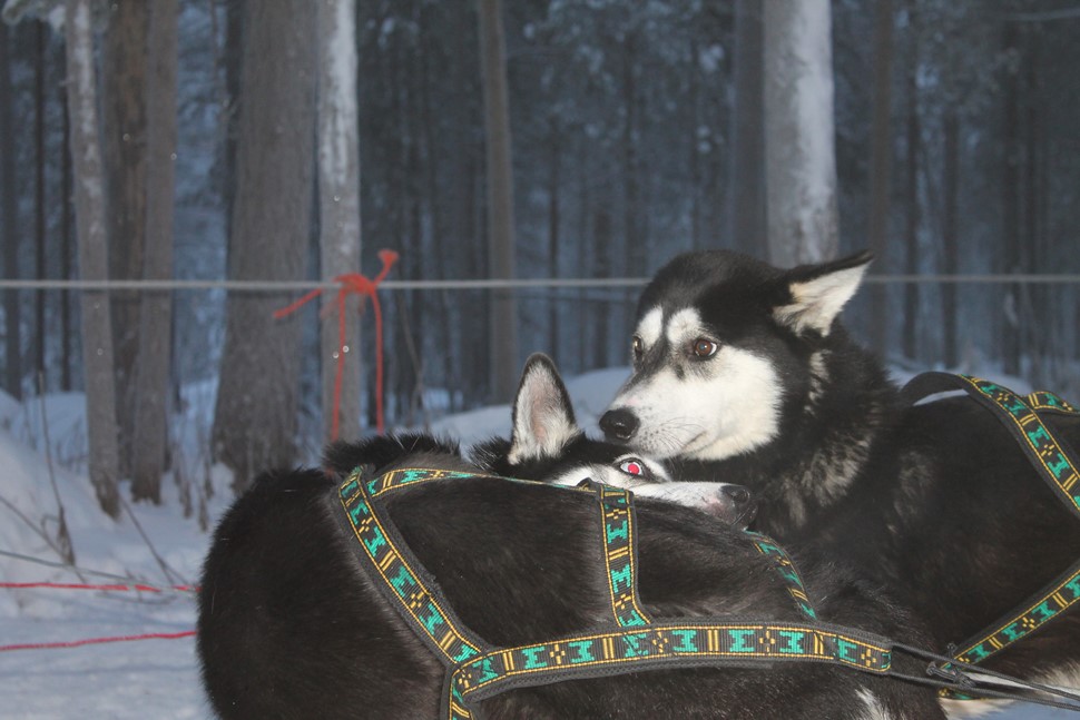 Cesar G Pre Navidad Rovaniemi 2016