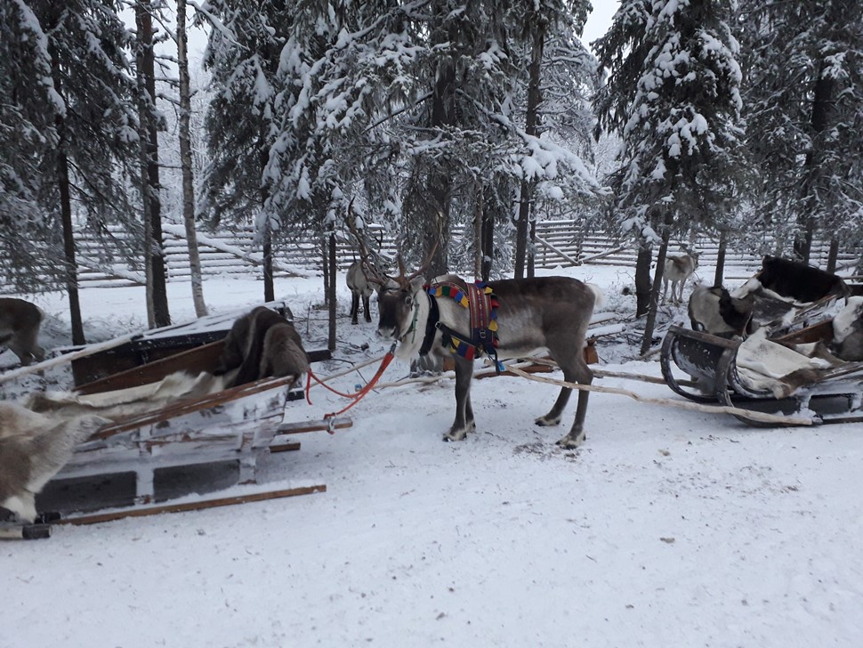 Elena Gonzalez Nochevieja 2018 Ruka Tropiikki 2