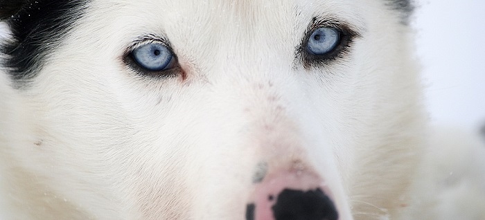 Husky eyes 238