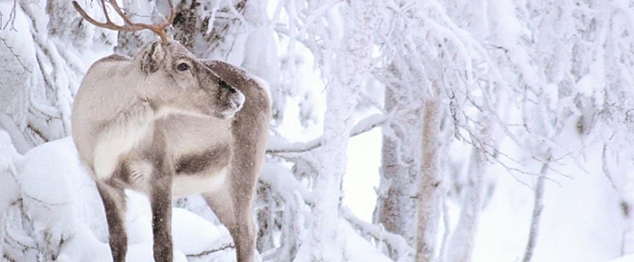 mastonaitio ruka diciembre viajar a laponia