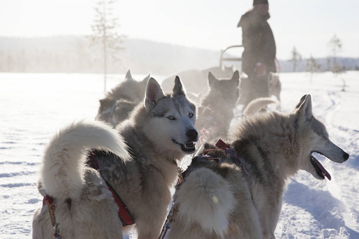 tropiiki kuusamo 2016 viajes laponia