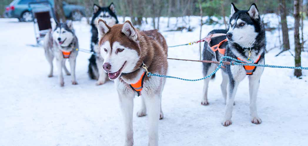 paseo en trineo con perros