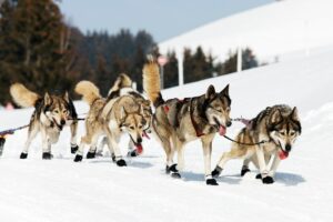 El mágico paseo en Trineos de Huskies