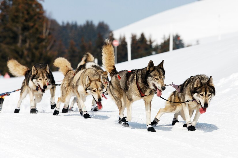 Por qué elegir un paseo en Trineos de Huskies en Laponia
