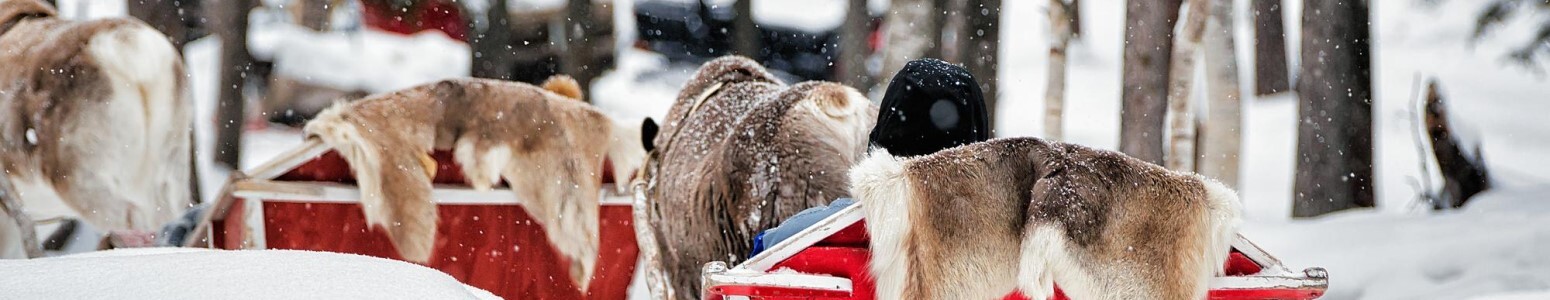 Invierno en Laponia aventura en trineo de renos y mucho más