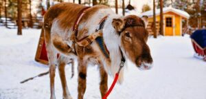 Explorando las raíces secretas de la Cultura Sami en Laponia