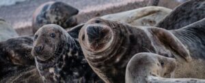 Descubre la increíble fauna de Laponia