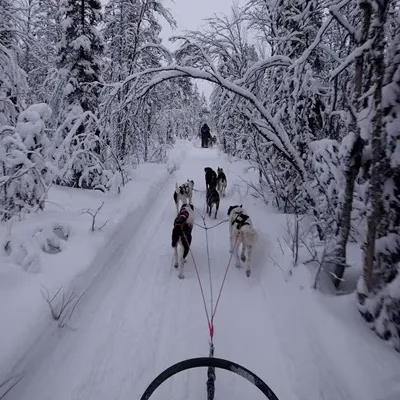 foto viaje a laponia ganadora 2018