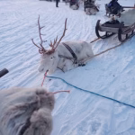 Photo Contest Lapland Trip 2024